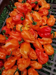 Predavame HABANERO chilli papričky čerstvé - 2