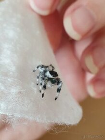 Skákavky Phidippus regius - 2