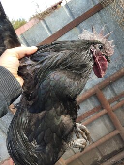 Predám kohúta kríženec Ayam cemani - 2