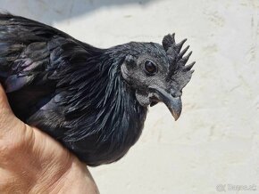 Kohúty Ayam cemani, Maranska medenokrká - 2