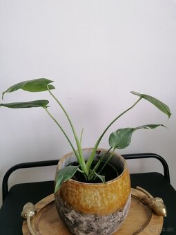 Monstera thai constalation - 2