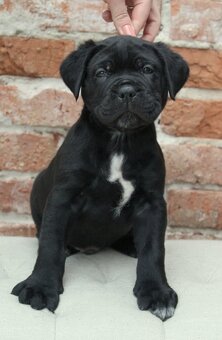 Cane corso PP šteniatka - 2