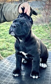 Cane corso PP šteniatka - 2