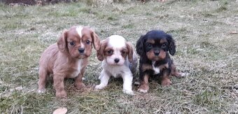 Cavalier king charles spaniel - 2