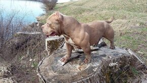 American bully - 2