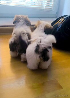 Predám šteniatka shih-tzu, šicu, shi-tzu, ši-cu - 2