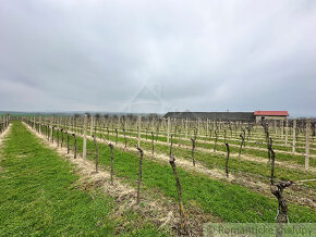 Krásny vinohrad na veľkom pozemku vo vinohradníckej oblast - 2