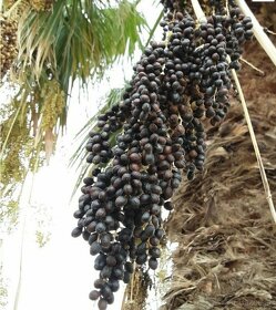 Palma Washingtonia robusta semená 15ks - 2