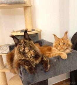 Maine Coon s PP - 2