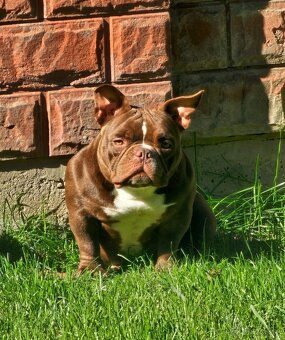 American Bully Nano psik aj fenka - 2