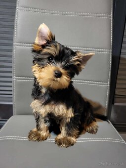 Yorkshirsky terier, Yorkshire Terrier, Jorksirsky terier - 2