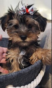 Yorkshire terrier, yorkshirsky terier - 2