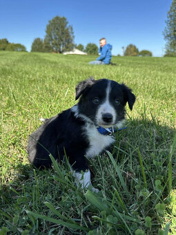 Krásne šteniatka Border Collie - 2