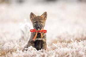 Predám šteniatka nemeckého ovčiaka. - 2