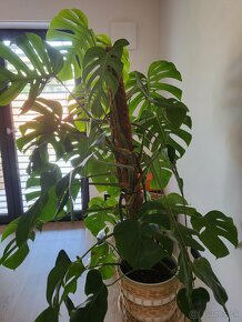 PREDANE Monstera - 2