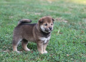 Shiba inu šteniatka s PP - 2