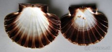 Pecten maximus - 2