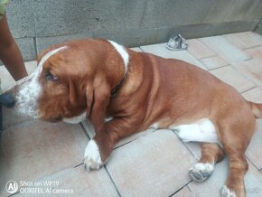 Basset na krytie - 2