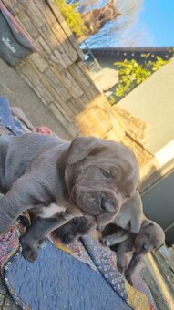 Cane corso šteniatká - 2