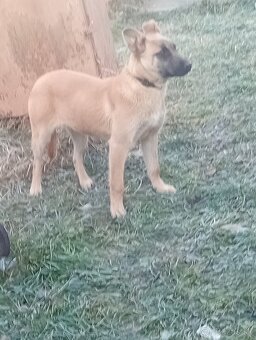 Belgický  ovčiak  Malinois - 2