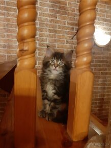 Maine coon - 2