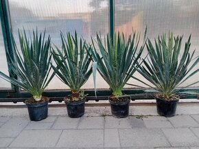 50cm Juka vláknitá (Yucca filamentosa) - 2