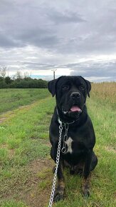 Predám šteniatka Cane Corso + Bandog - 2