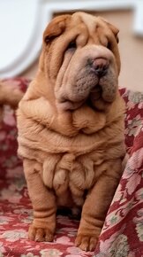 Šarpej, Sharpej, Shar-pei s PP. - 2