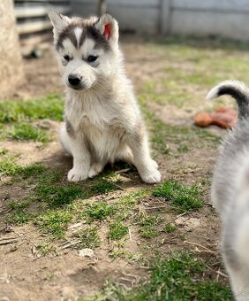 Šteniatka sibírsky Husky - 2