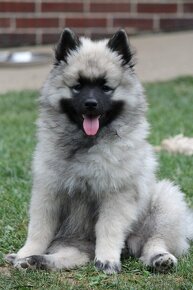 Nemecký špic vlčí / Keeshond s PP FCI - 2