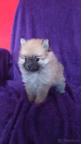 Pomeranian - 2