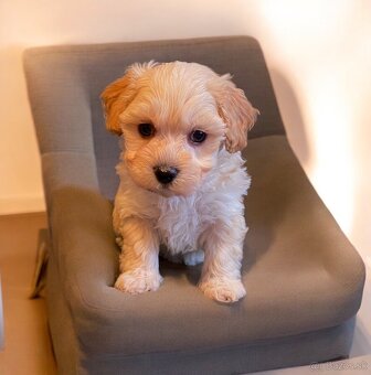 Maltipoo - 2