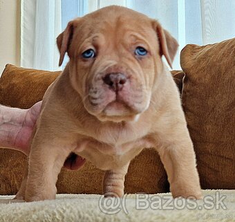 American bully xl - 2