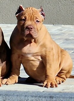 American bully xl - 2