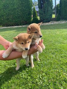 Shiba inu - 2