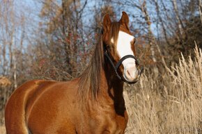 Welsh pony B import z Velké Británie - 2