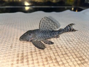 Pleco Hypostomus Plecostomoides - 2