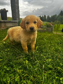 Zlaty retriever - 2