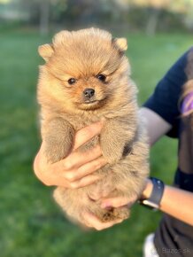 Trpazličí Špic - pomeranian - 2