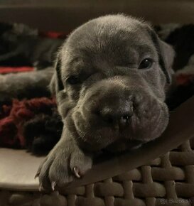 Cane Corso s PP FCI - 2