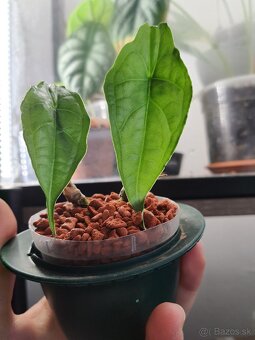 Alocasia Heterophylla dragon's breath hľuzky - 2