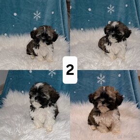 Shih-tzu, Shi - tzu, šicu, shitzu, si-cu, shih-tzu, Shih tzu - 2