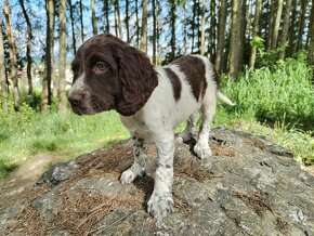 Springer spaniel fenka - 2