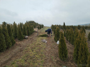 Tuja Smaragd, vavrínovec, červienka - Žilina, Púchov - 2