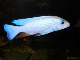 SCIAENOCHROMIS FRYERI SNOW WHITE - 2