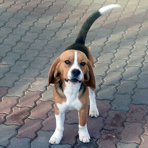 Predám čistokrvného bígla (bígl beagle) - 2