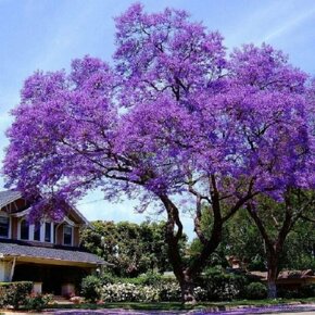 Paulovnia plstnatá (Paulownia tomentosa) - 2