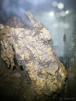 POECILOTHERIA SUBFUSCA LOWLAND - 2