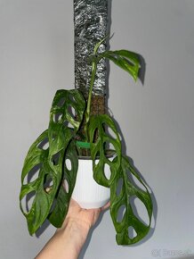 Monstera indonesian marble - 2