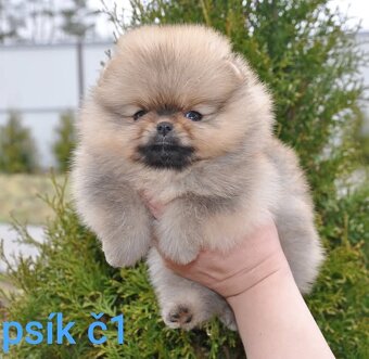 Pomeranian Boo - 2